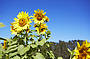 1 Day Hunter Valley Wine & Cheese Tour