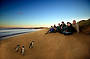 Phillip Island Penguin Parade Day Tour