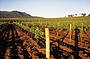 1 Day Hunter Valley Wine & Cheese Tour