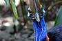 Cassowary at Wildlife Habitat