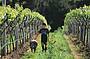 1 Day Hunter Valley Wine & Cheese Tour