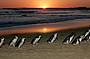 Phillip Island Penguin Parade Day Tour