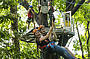 Flying Fox
