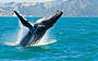 Whale Watching Sydney Harbour Cruise with breakfast