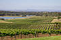 1 Day Hunter Valley Wine & Cheese Tour