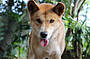 2 Day Combo Tour - Green Island & Kuranda