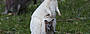 Spot Rate White Wallabies