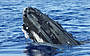 Whale Watching Sydney Harbour Cruise with breakfast
