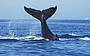 Whale Watching Sydney Harbour Cruise with breakfast