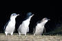 Phillip Island Penguin Parade Day Tour