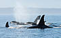 Whale Watching Sydney Harbour Cruise with breakfast